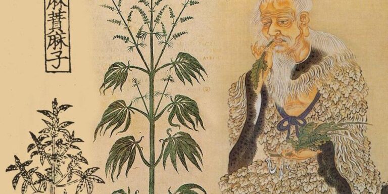 Historia da maconha